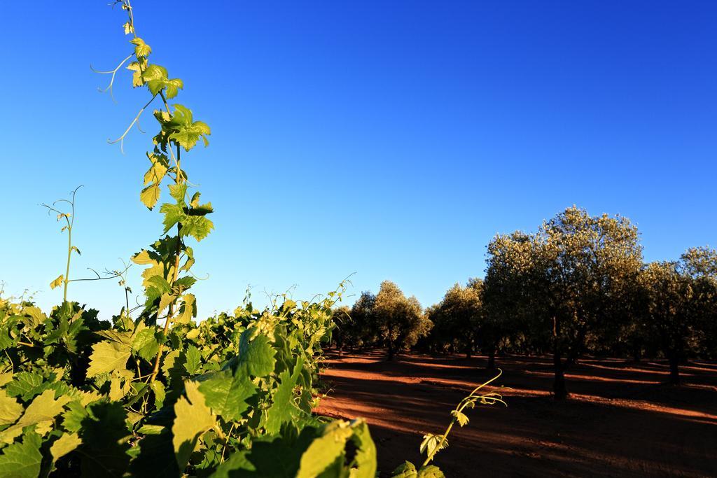 Herdade Da Calada Azaruja ภายนอก รูปภาพ