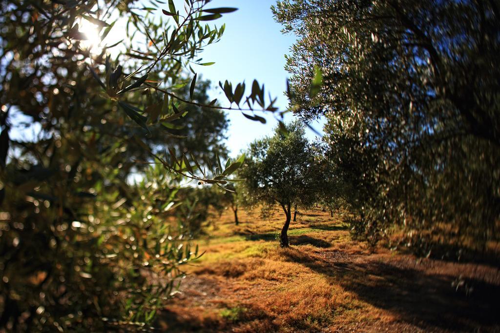 Herdade Da Calada Azaruja ภายนอก รูปภาพ