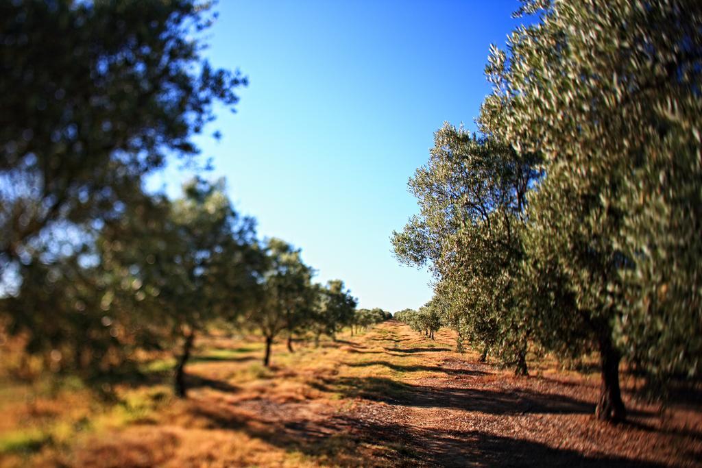 Herdade Da Calada Azaruja ภายนอก รูปภาพ